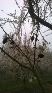 blossom AND nut